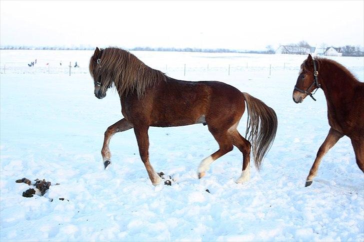 Mustang Stormy billede 7