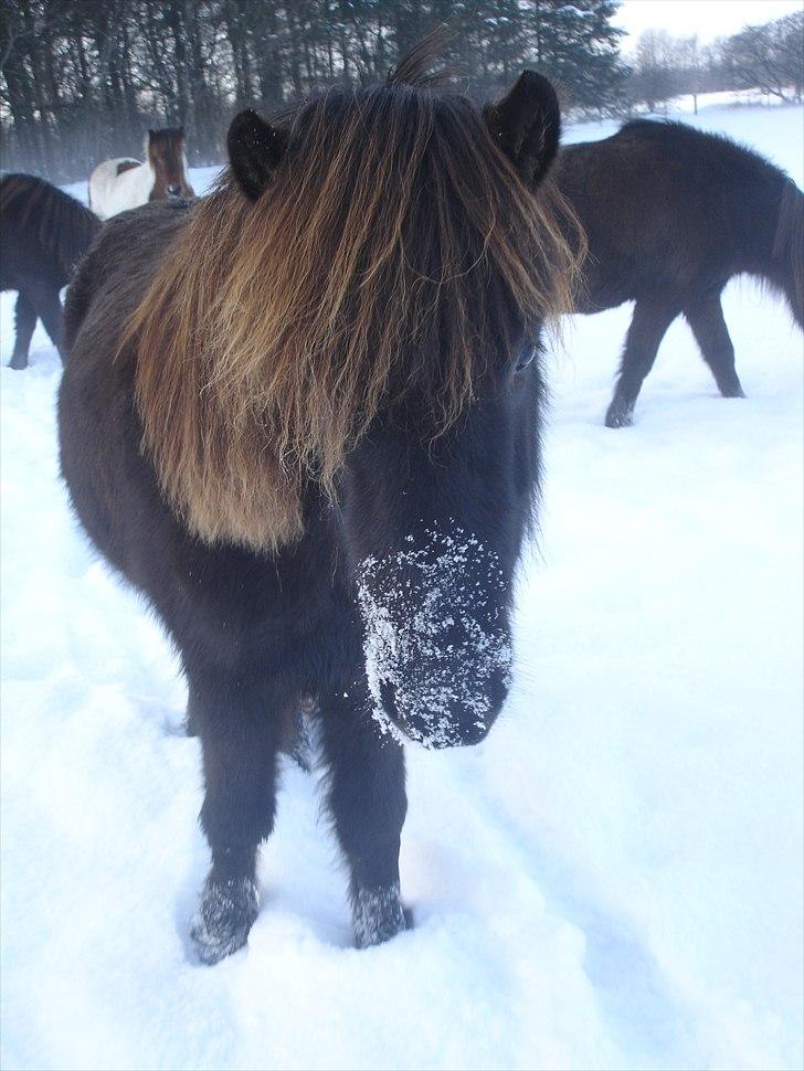 Islænder pokka fra voerbjerg billede 1