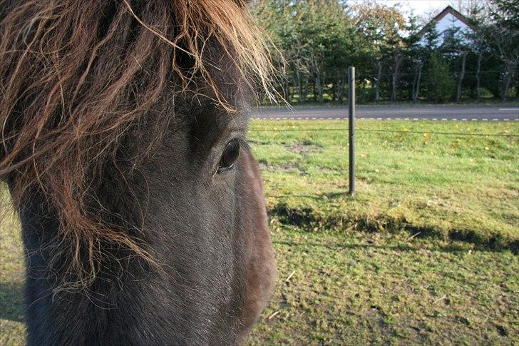 Islænder pokka fra voerbjerg billede 2
