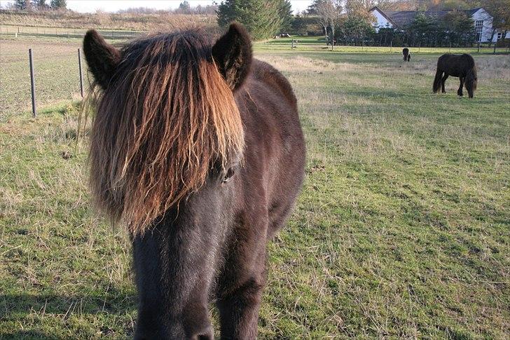Islænder pokka fra voerbjerg billede 3