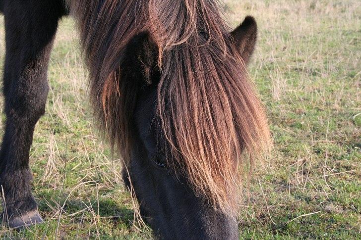 Islænder pokka fra voerbjerg billede 4
