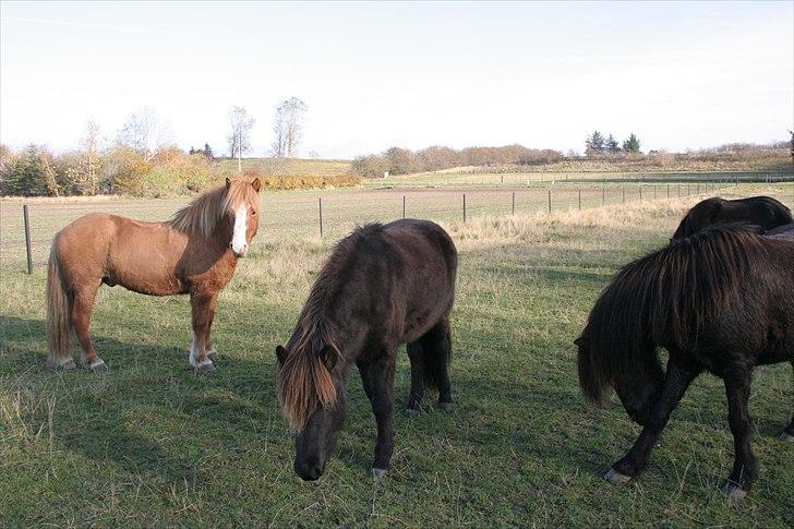 Islænder pokka fra voerbjerg billede 5