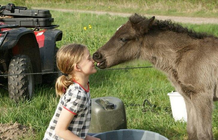 Islænder pokka fra voerbjerg billede 6