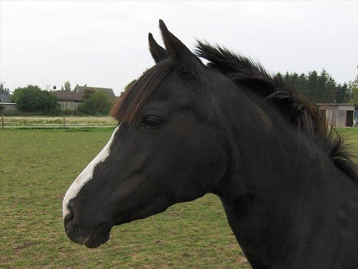 Tysk Sportspony Akrobatin S - Min smukke pony AkroXD billede 1