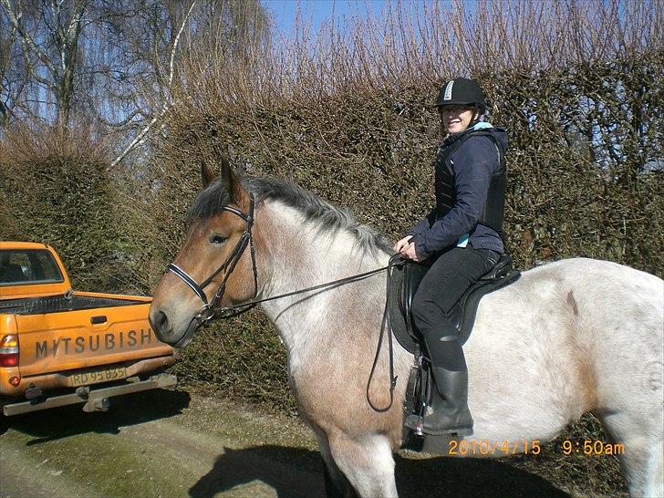 Belgier Dalmoses Bertha (solgt) - Datoen er rigtig, men årstallet er 2011. Første gang på ryggen efter styrtet.. billede 19