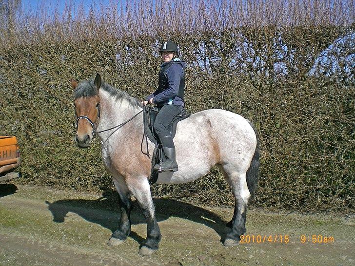 Belgier Dalmoses Bertha (solgt) - Datoen er rigtig, men årstallet er 2011. Første gang på ryggen efter styrtet.. billede 20