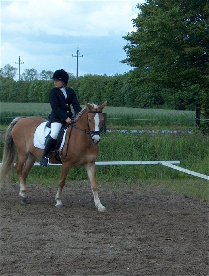 New Forest Roløkke Anthyllis*R.I.P* - Anthyllis og mig til vores første stævne  billede 9