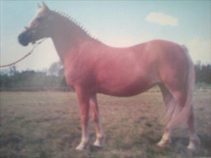 New Forest Roløkke Anthyllis*R.I.P* - Anthyllis til kåring( hos tidligere ejer) undskylder den dårlige kvalitet billede 6