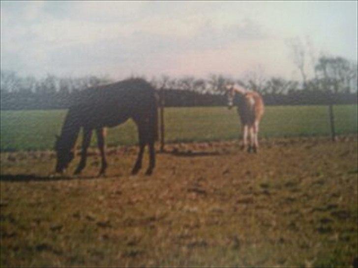 New Forest Roløkke Anthyllis*R.I.P* - Anthyllis som føl på roløkke Stutteri ( undskyld dårlig billedkvalitet) billede 3