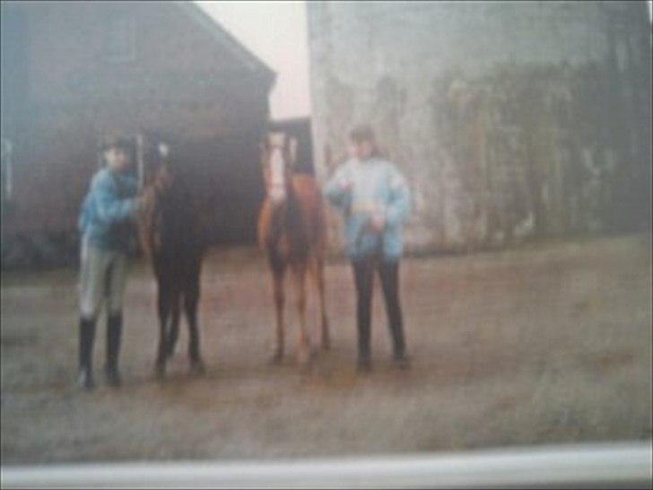 New Forest Roløkke Anthyllis*R.I.P* - Anthyllis som føl ( undskyld igen) billede 2