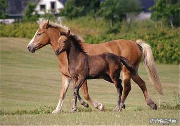 New Forest Roløkke Anthyllis*R.I.P* - Anthyllis med sit føl, fie :) (tidligere Ejer) billede 5