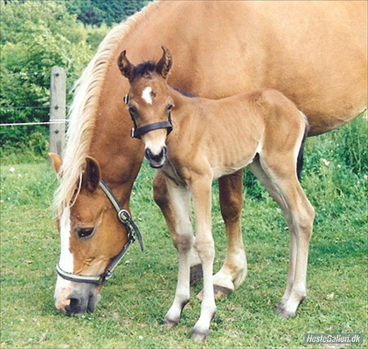 New Forest Roløkke Anthyllis*R.I.P* - Anthyllis med Fie igen (tidliger ejer ) billede 4
