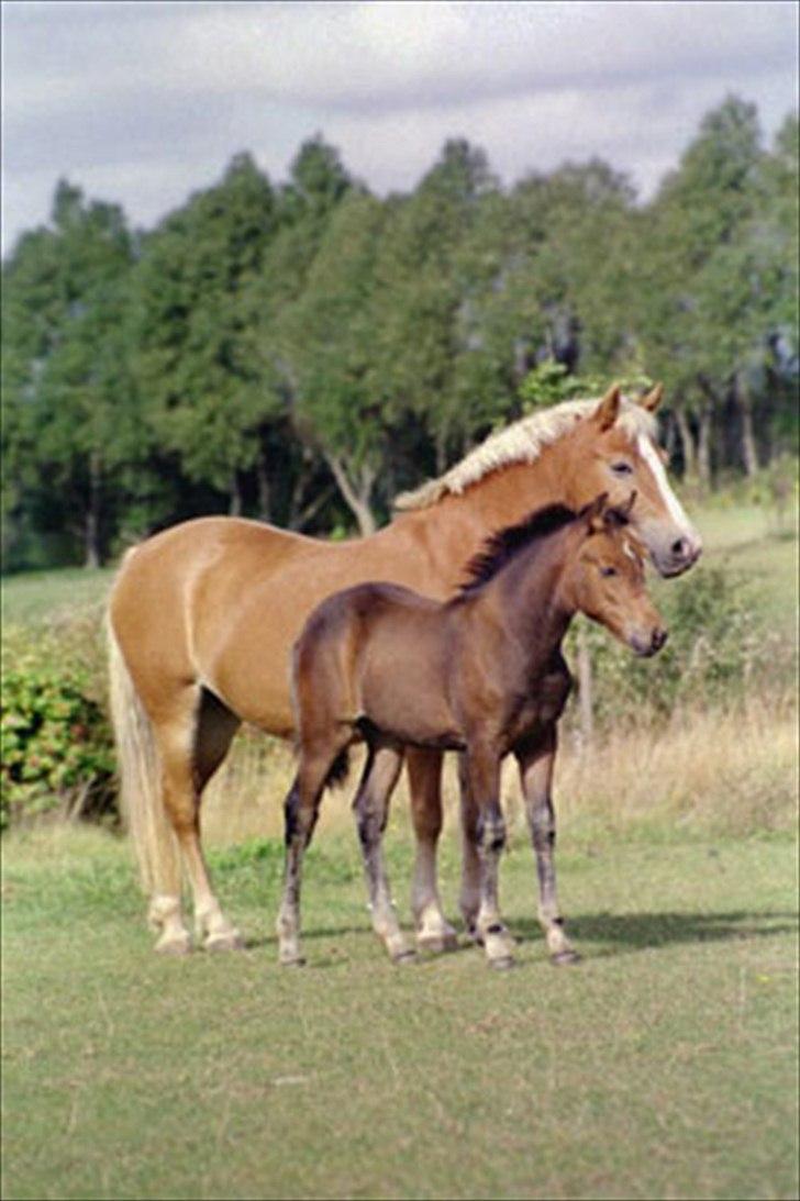 New Forest Roløkke Anthyllis*R.I.P* billede 1