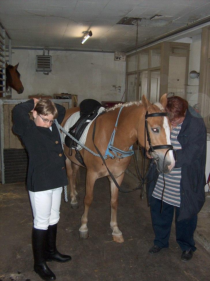 New Forest Roløkke Anthyllis*R.I.P* billede 7