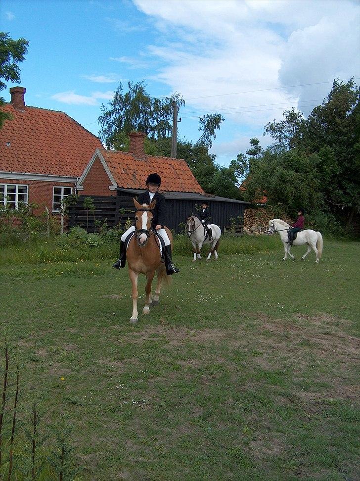 New Forest Roløkke Anthyllis*R.I.P* billede 8