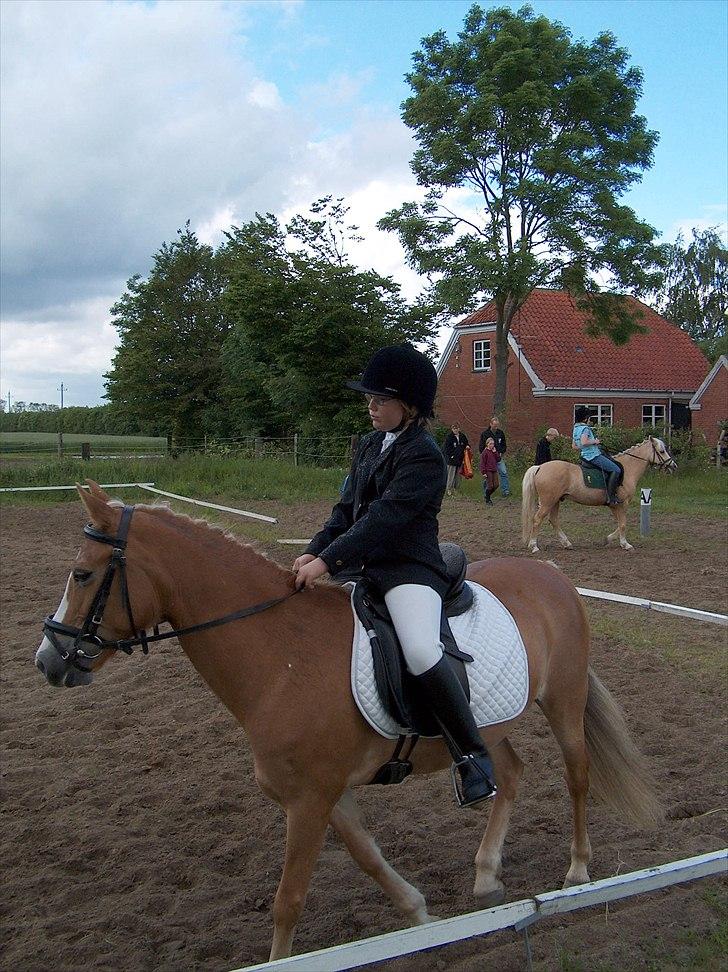 New Forest Roløkke Anthyllis*R.I.P* billede 10