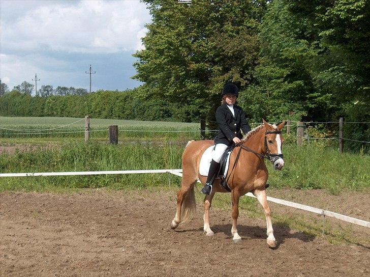 New Forest Roløkke Anthyllis*R.I.P* billede 11