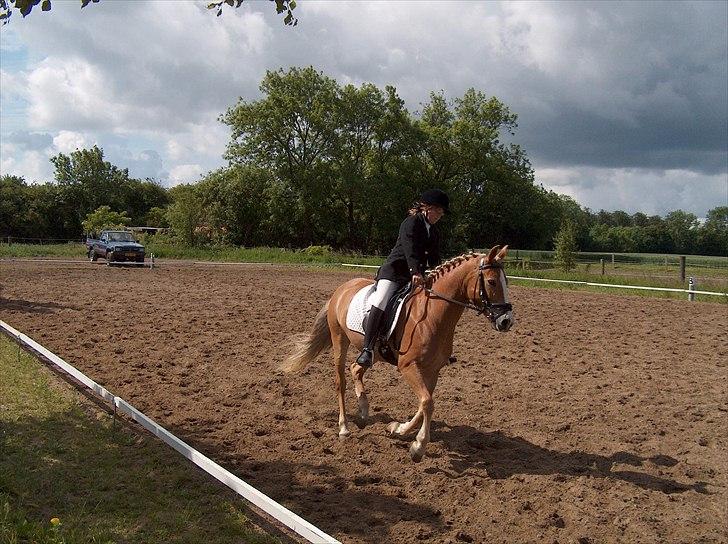 New Forest Roløkke Anthyllis*R.I.P* billede 12