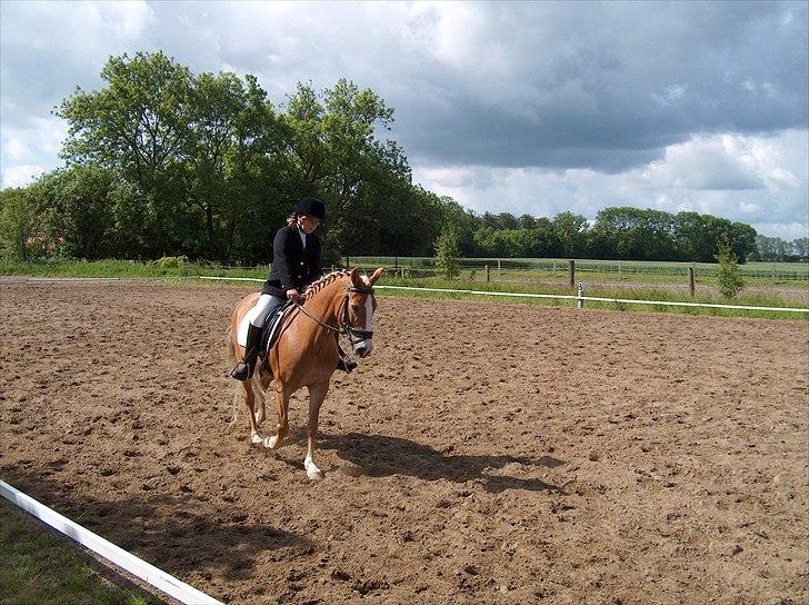 New Forest Roløkke Anthyllis*R.I.P* billede 13