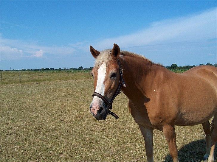 New Forest Roløkke Anthyllis*R.I.P* billede 14