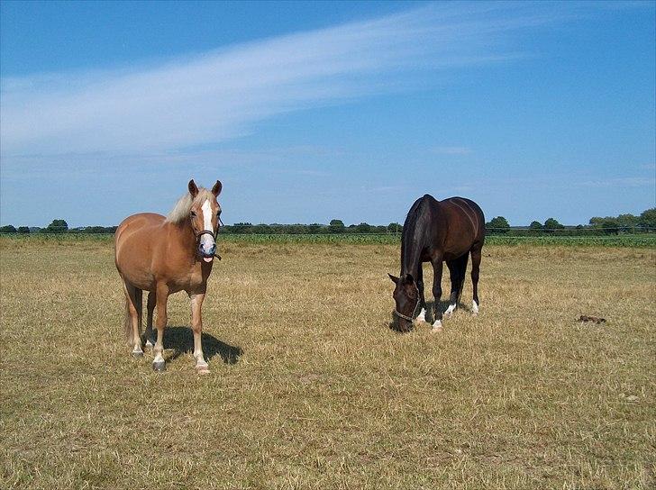 New Forest Roløkke Anthyllis*R.I.P* billede 15