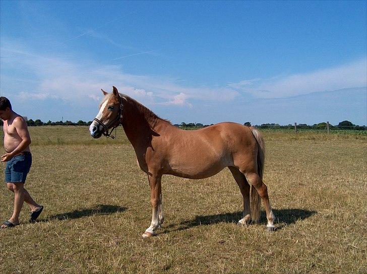 New Forest Roløkke Anthyllis*R.I.P* billede 16