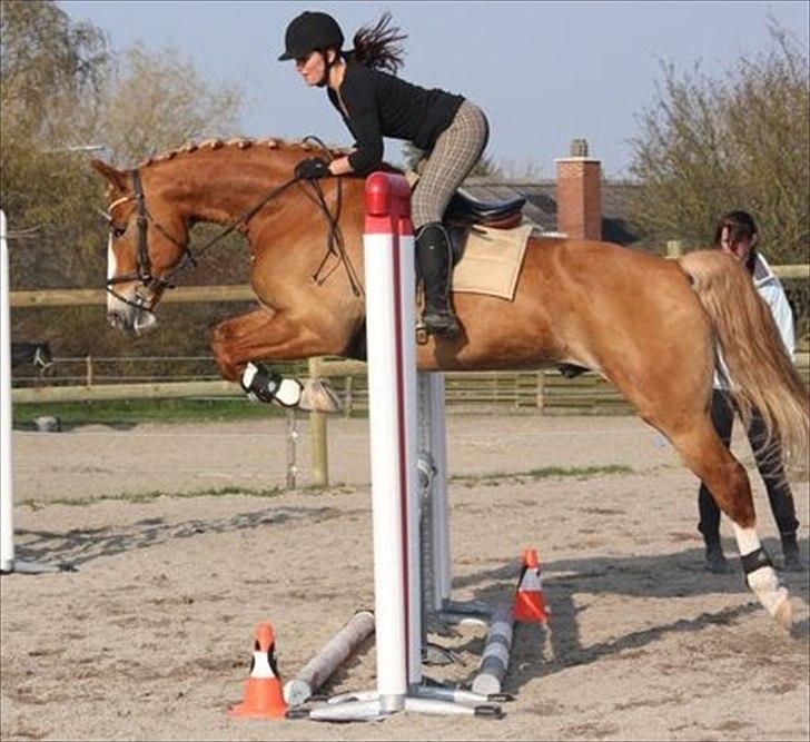 Anden særlig race Casmir (part) - 80 cm billede 13