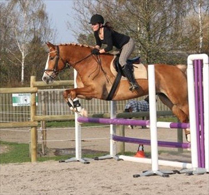 Anden særlig race Casmir (part) - 80 cm billede 16