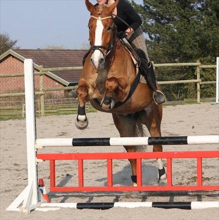 Anden særlig race Casmir (part) billede 18