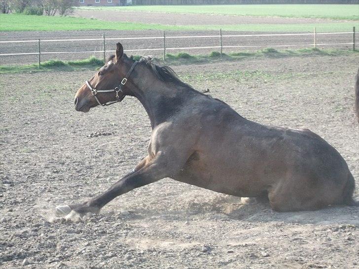 Traver Iceman Face billede 6