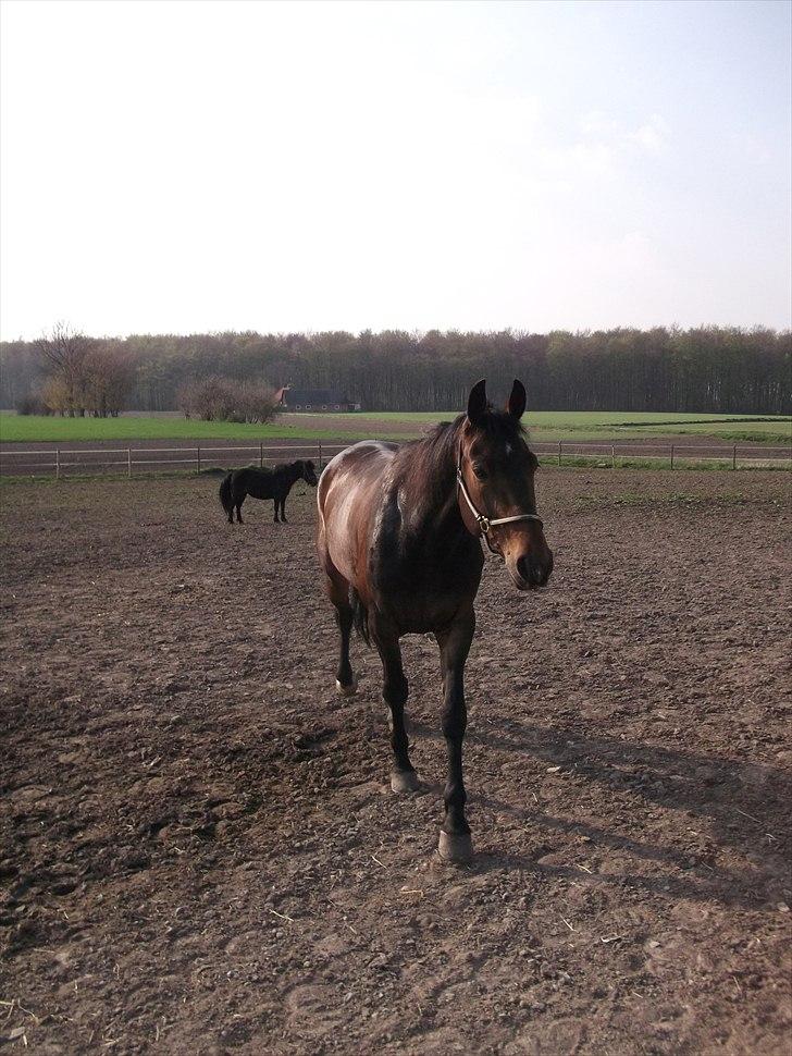 Traver Iceman Face billede 7