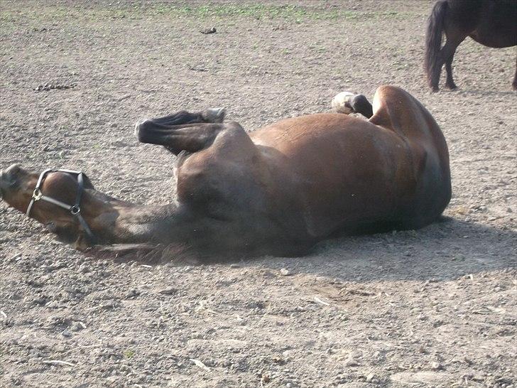 Traver Iceman Face billede 8