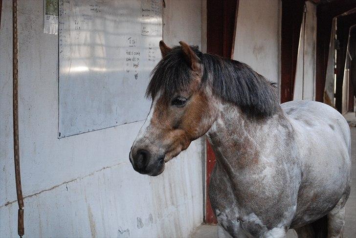 Welsh Pony af Cob-type (sec C) Lyngvejens Max - Max venter på en godbid... :D billede 7