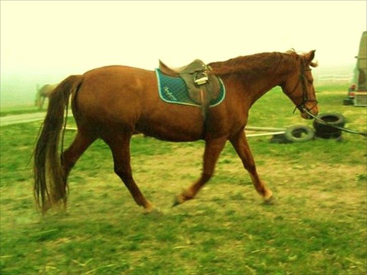 Anden særlig race Nikita - nr.1. min smukke hoppe der bliver longseret i den fineste trav :D billede 1