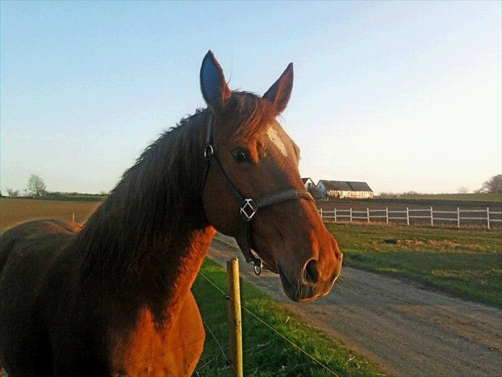 Anden særlig race Nikita - nr.2. Nikita billede 2
