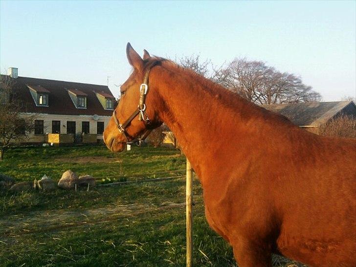 Anden særlig race Nikita - nr.3. Nikita pigen kigger rundt billede 3