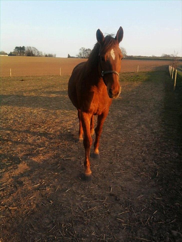 Anden særlig race Nikita - nr:4. uhh smukke Nikita der kommer når man kalder billede 4
