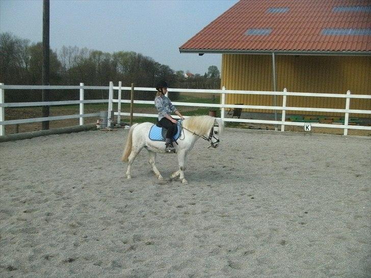 Welsh Mountain (sec A) Gribsvads Nielaus (SOLGT) - foto: Anna Maria Bornkessel. rd lidt dressur den dag.. billede 1