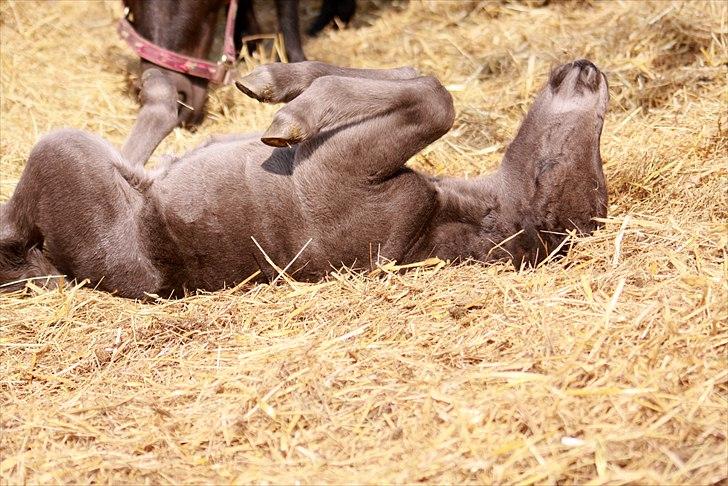 Shetlænder Milano af Birkegaard billede 1
