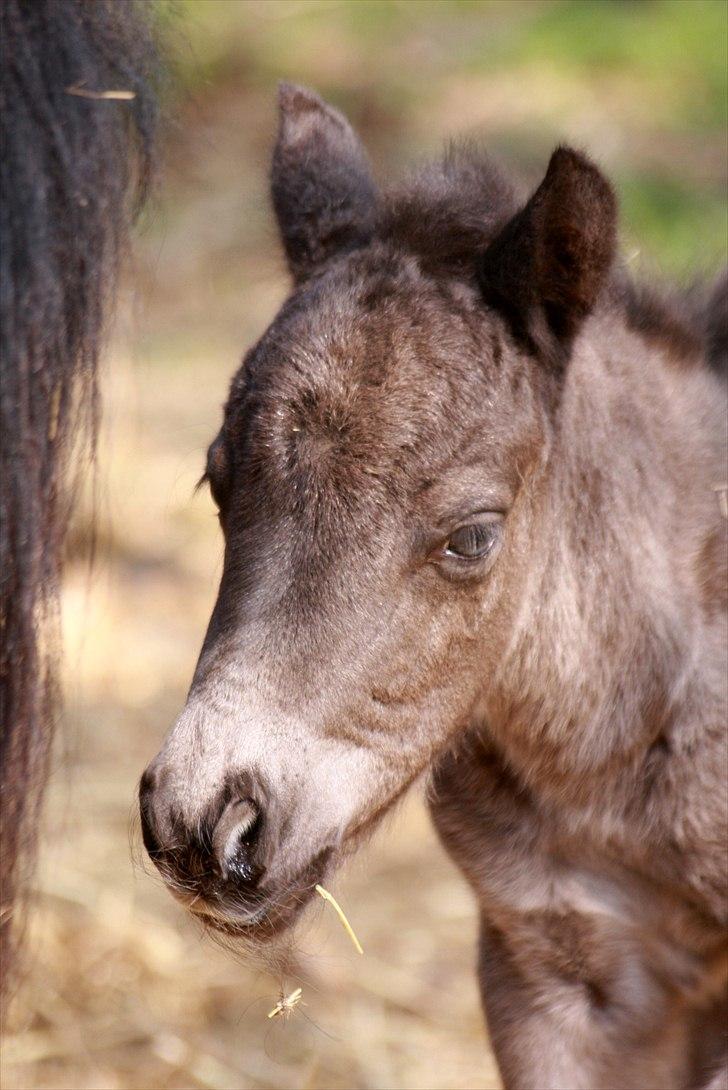 Shetlænder Milano af Birkegaard billede 2