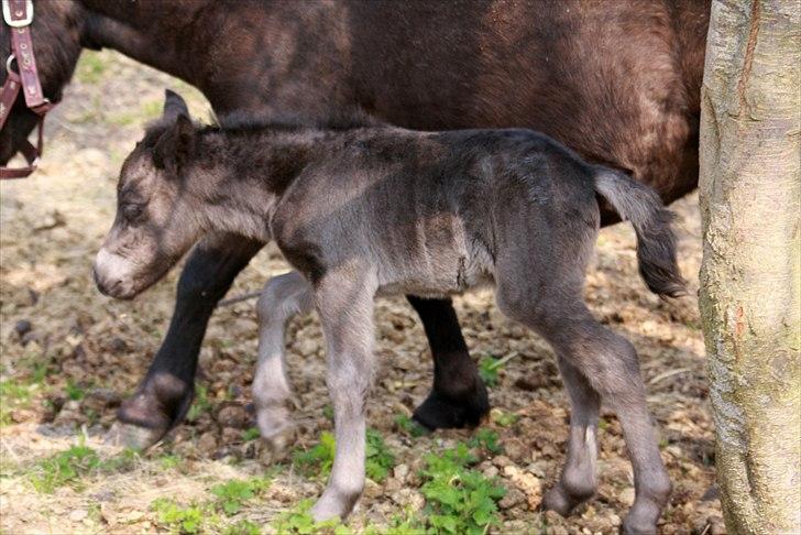 Shetlænder Milano af Birkegaard billede 3