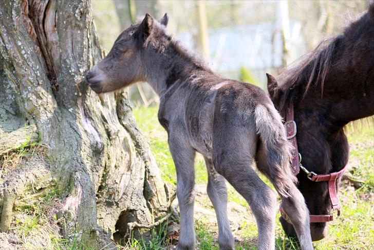 Shetlænder Milano af Birkegaard billede 5