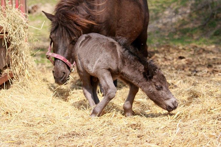 Shetlænder Milano af Birkegaard billede 7