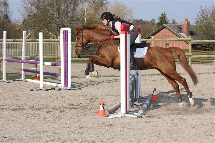 Hollandsk Sportspony Maloes billede 6