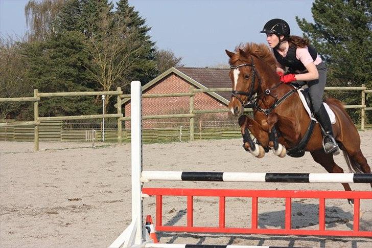 Hollandsk Sportspony Maloes billede 4