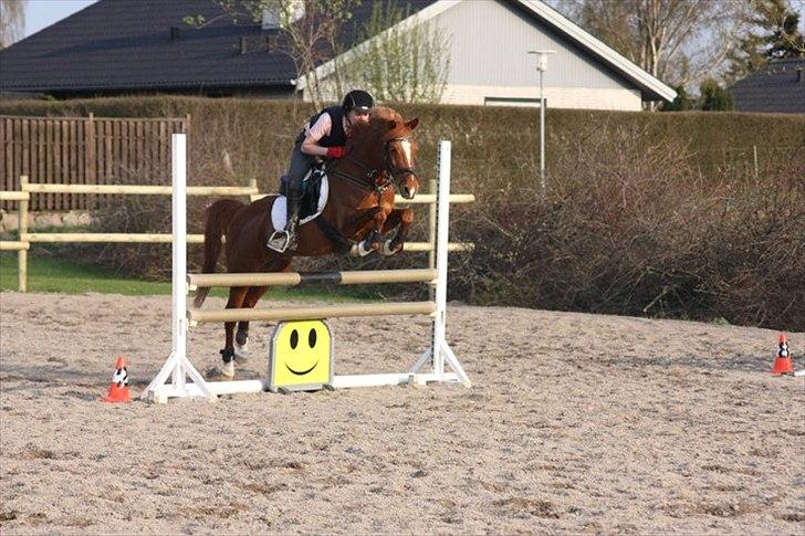 Hollandsk Sportspony Maloes billede 7