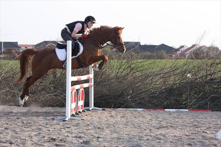 Hollandsk Sportspony Maloes billede 8