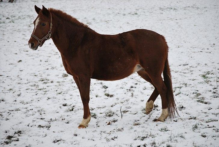 Hollandsk Sportspony Maloes billede 12