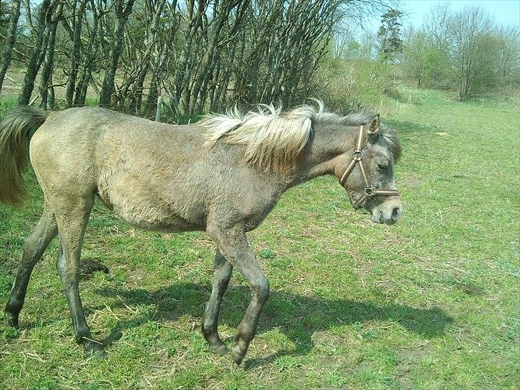 Arabisk fuldblod (OX) svalebo´s Diztanie (Himmelhest) - forår 2011 billede 7