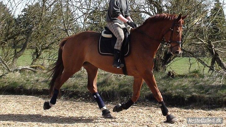 Dansk Varmblod Massimo billede 9